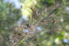 Casuarina equisetifolia